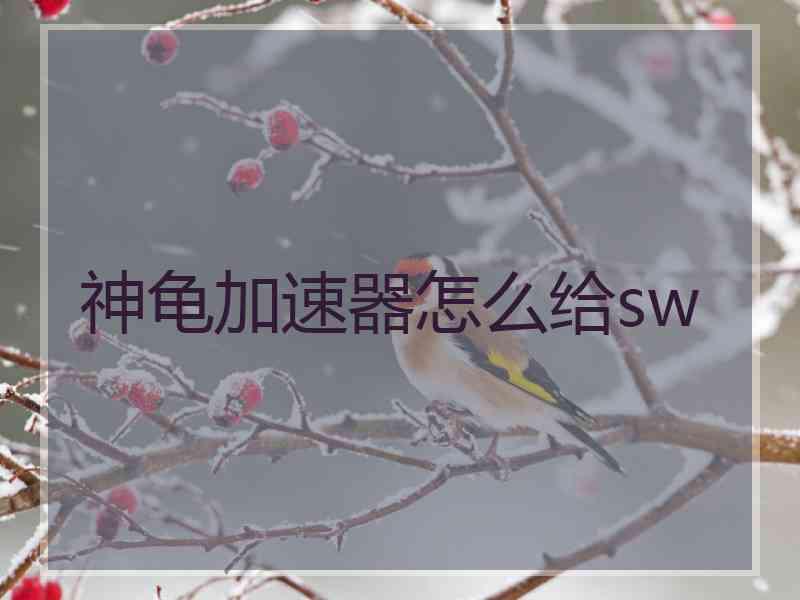 神龟加速器怎么给sw