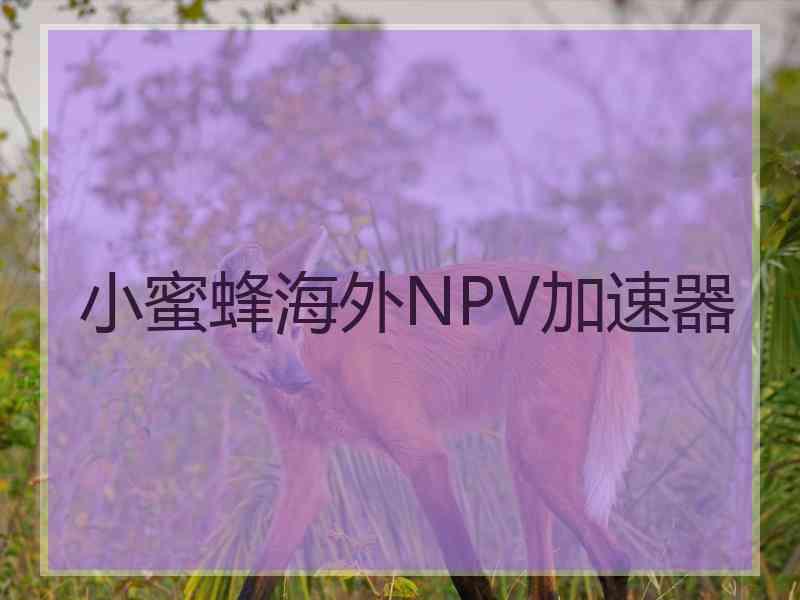 小蜜蜂海外NPV加速器